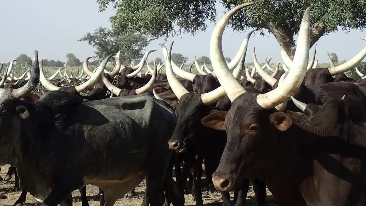 Burkina : Près de 3 milliards FCFA mobilisés pour sécuriser le cheptel