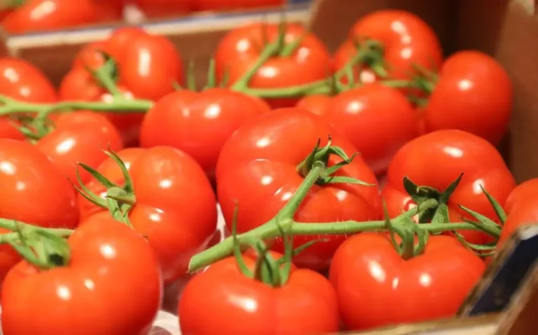 Burkina Faso: inauguration d’une nouvelle usine de transformation de tomates à  Bobo-Dioulasso