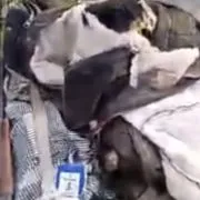 Oyo elephant attack leaves one person dead, one missing