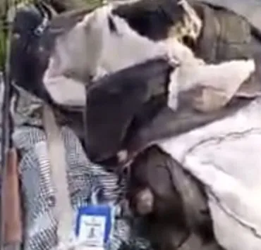 Oyo elephant attack leaves one person dead, one missing