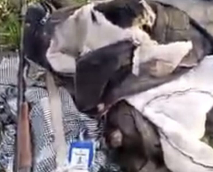 Oyo elephant attack leaves one person dead, one missing