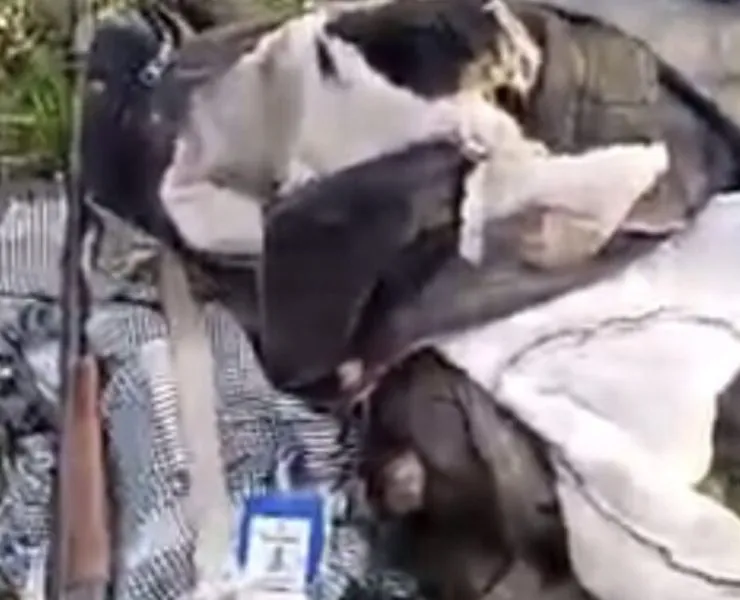 Oyo elephant attack leaves one person dead, one missing