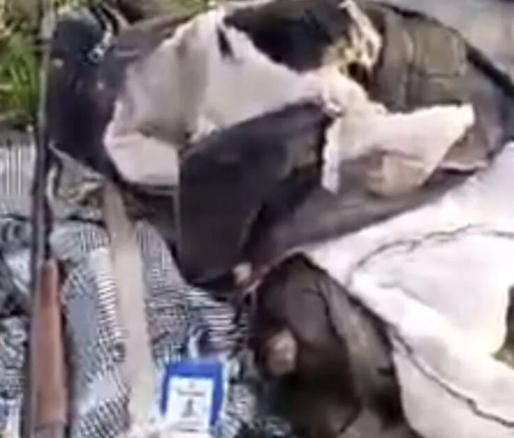 Oyo elephant attack leaves one person dead, one missing