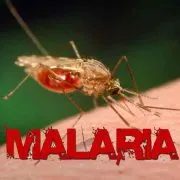 malaria