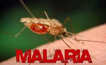 malaria