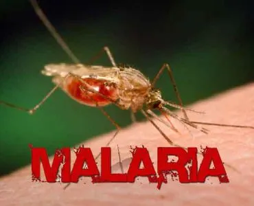 malaria