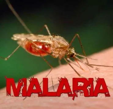 malaria
