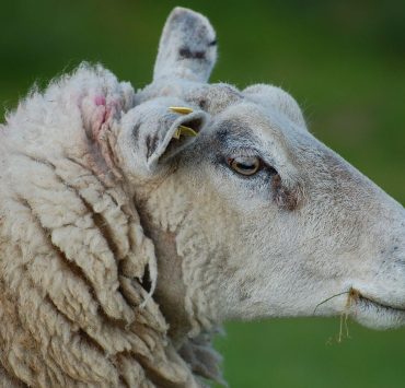 Alpes-de-Haute-Provence : un adolescent accusé de violences sexuelles sur une brebis, "une vidéo particulièrement choquante" diffusée
